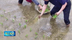 稻田里藏“软黄金”！阳春农人边插秧边